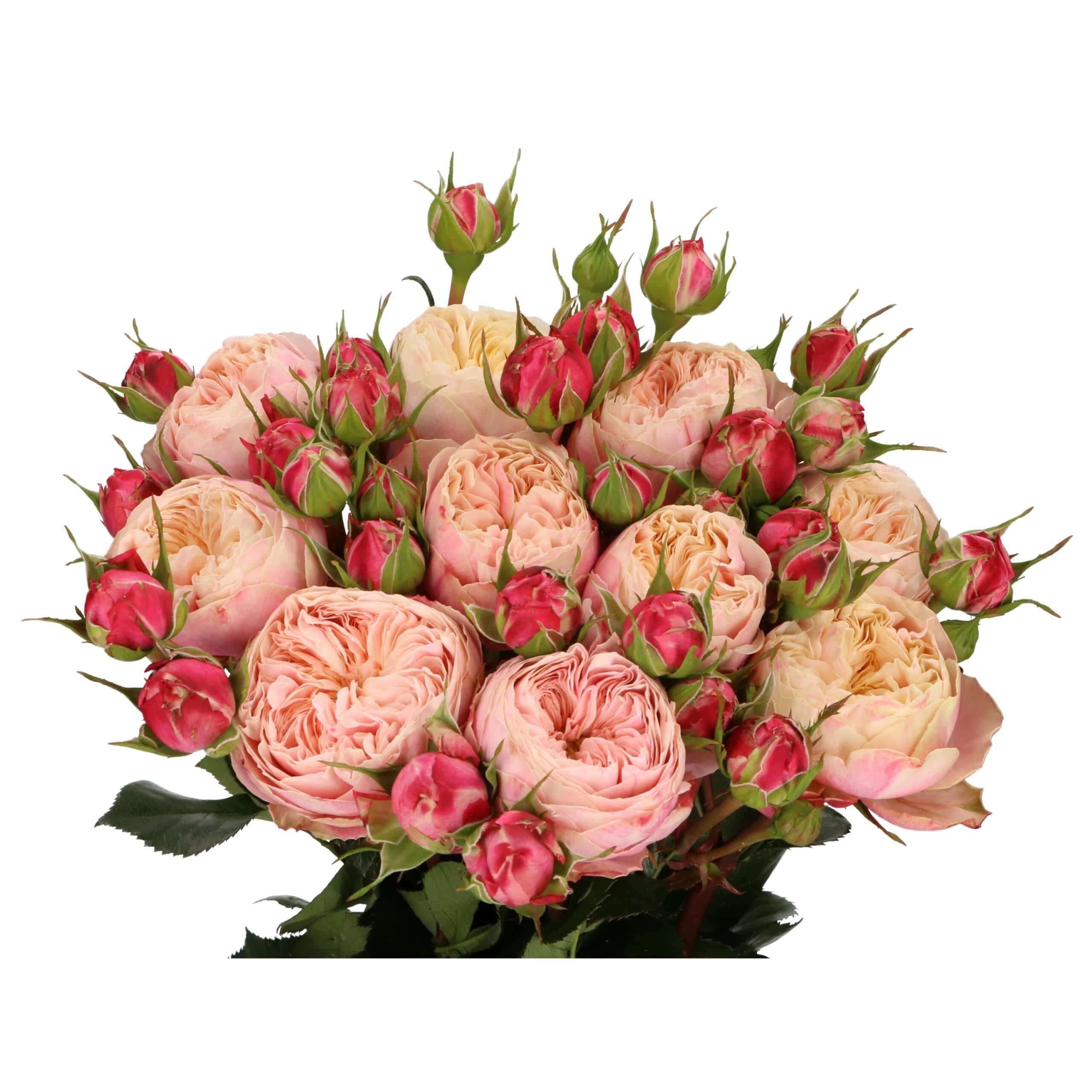 Victorian Classic - VIP roses