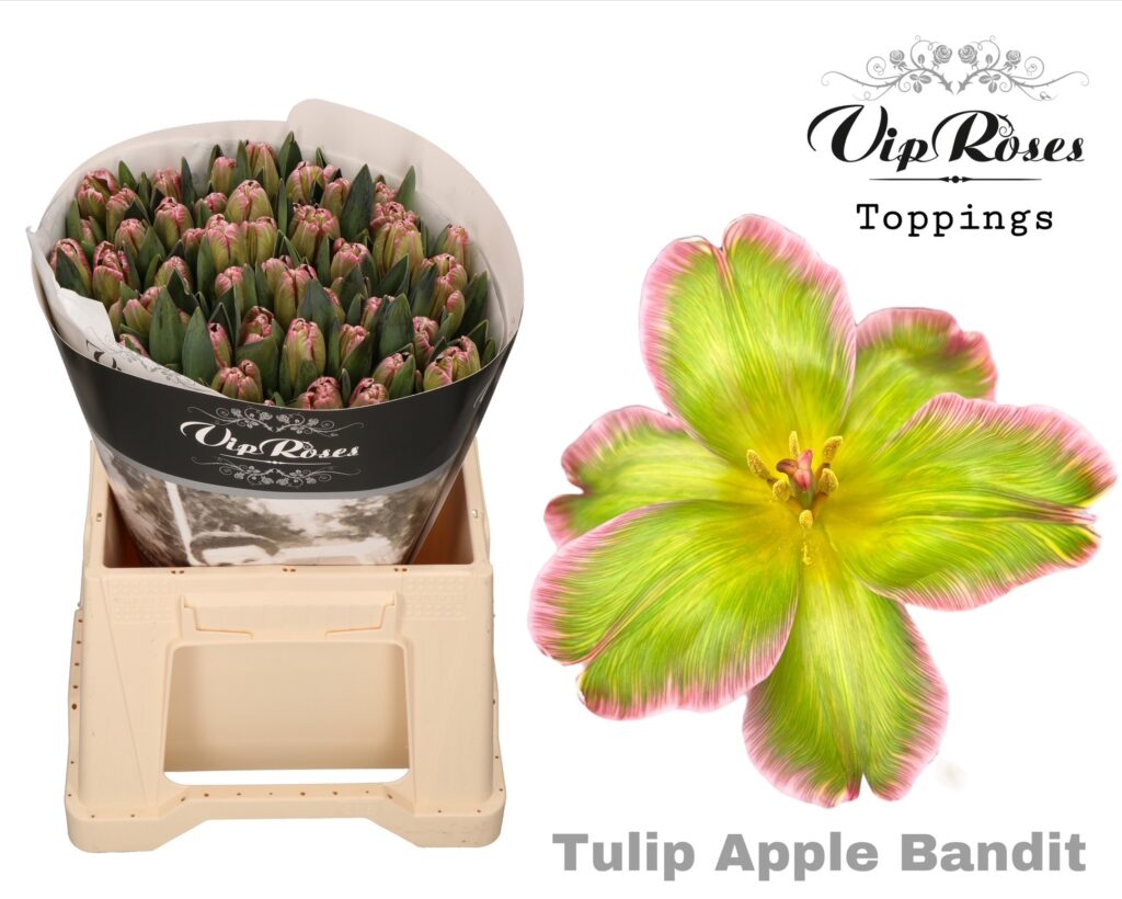 Vip Tulips - VIP roses
